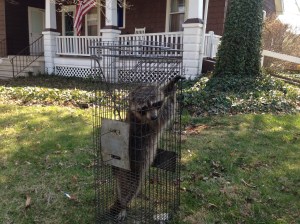 Raccoon Removal Moorestown , Nj