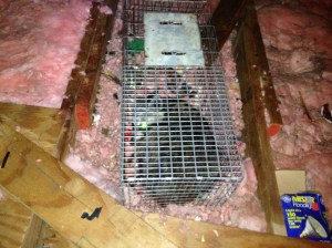 Animal Control Marlton , New Jersey 08053