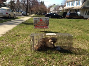 Raccoon Removal Medford , New Jersey 08055