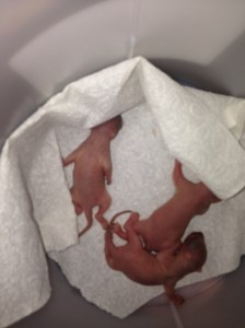 Squirrel Removal from Attic Medford , New Jersey 08055