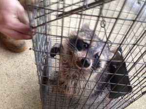 Raccoon Removal from Attic Mount Laurel New Jersey
