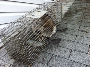 Raccoon removal from attic Tabernacle , New Jersey