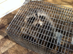 Raccoon Damage to attic Willingboro , New Jersey